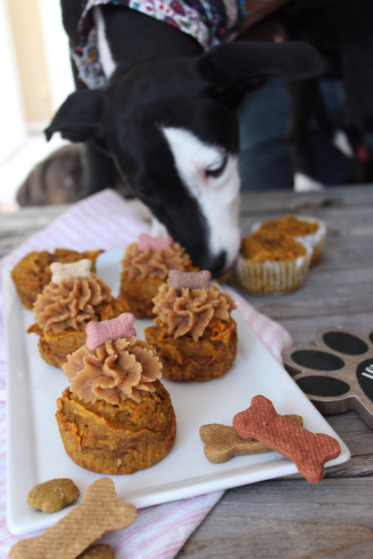 Frida enjoying the pupcakes