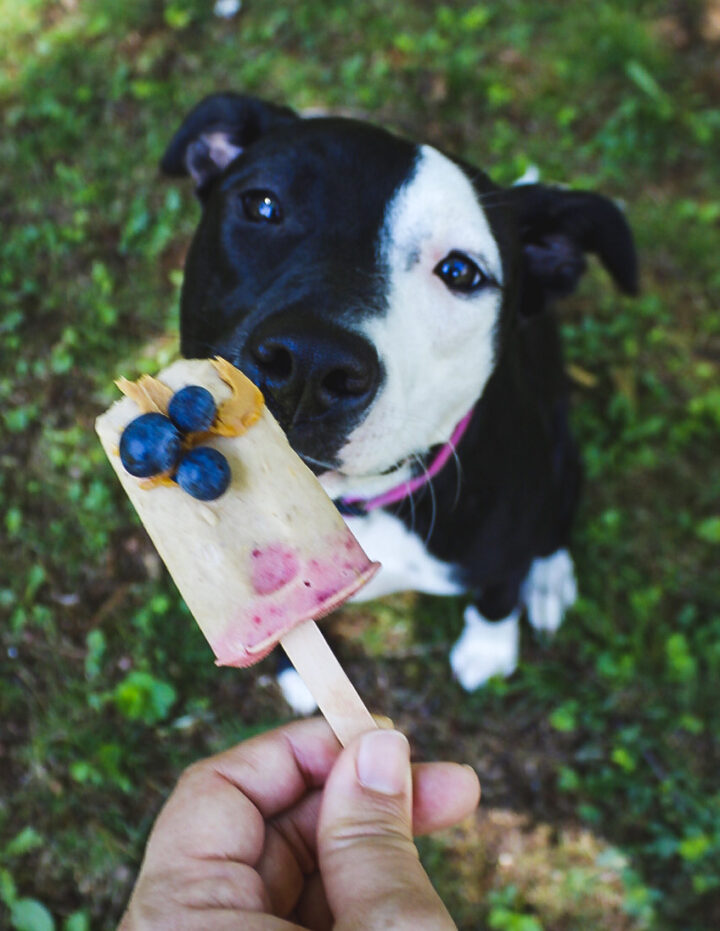 Peanut Butter Banana Strawberry Pupsicle