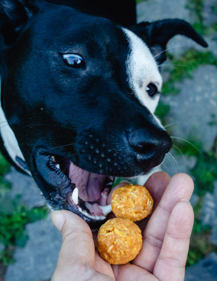 No Bake Peanut Butter Pumpkin Dog Bliss Balls
